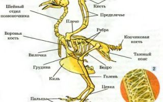 Скелет и мускулатура птиц, Биология