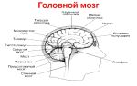 Головной мозг – биология