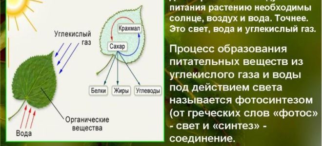 Паразитические простейшие – биология