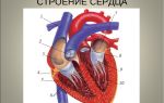 Органы кровообращения. строение и работа сердца – биология