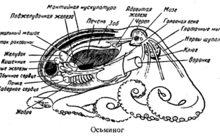 Класс Головоногие моллюски, Биология