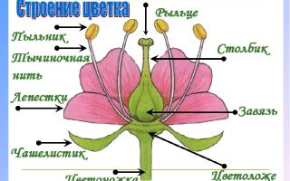 Цветок — генеративный орган, его строение и значение – биология