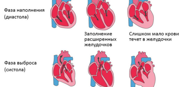 Питание и дыхание корня