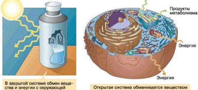 Свойства живого, Биология