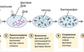Опасные вирусные заболевания человека, биология