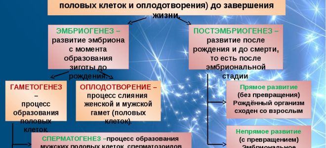 Онтогенез – биология