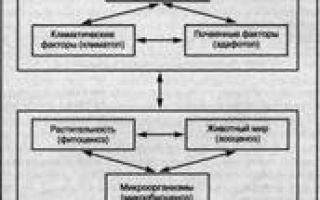Биогеоценоз, его состав и структура, биология