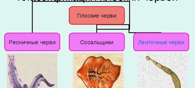 Паразитические плоские черви – биология