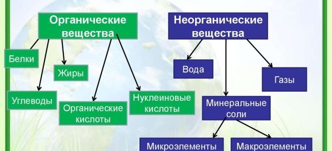 Химический состав клетки. неорганические вещества – биология