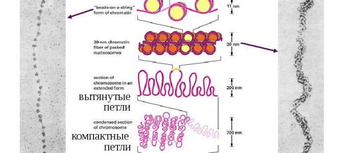 Формы изменчивости – биология