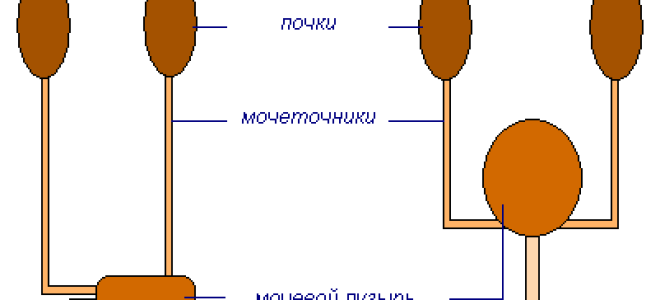 Выводы к главе Выделение продуктов обмена, Биология