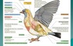 Местообитания и особенности внешнего строения птиц, Биология