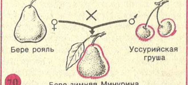 Генетика и эволюционная теория, Биология