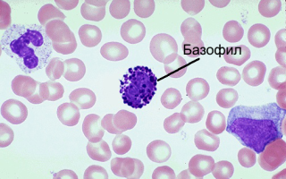 Микроскопическое строение крови, биология