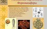 Типы корненожки и фораминиферы – биология