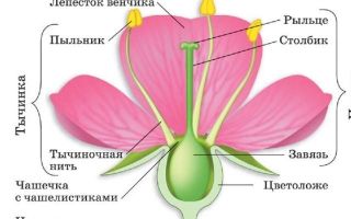 Цветок: строение, биология