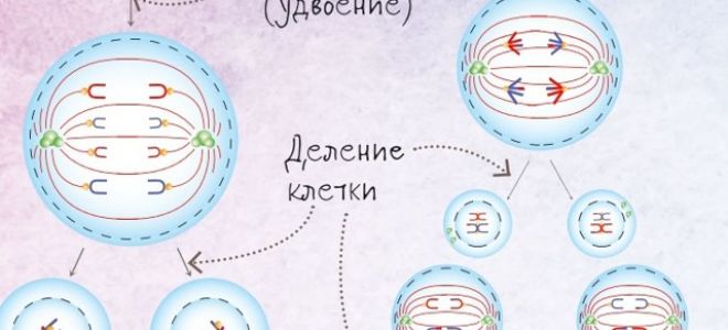 Деление клетки – что это такое?