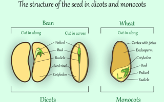 Семенные растения: общая характеристика, Биология