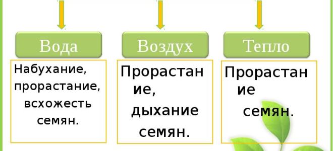 Условия прорастания семян – биология