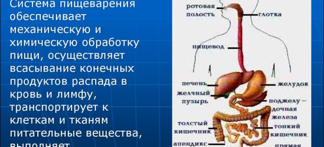 Система органического мира – биология