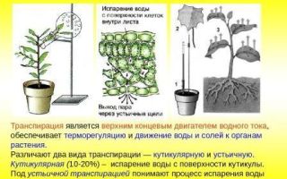 Значение листа в жизни растения, биология