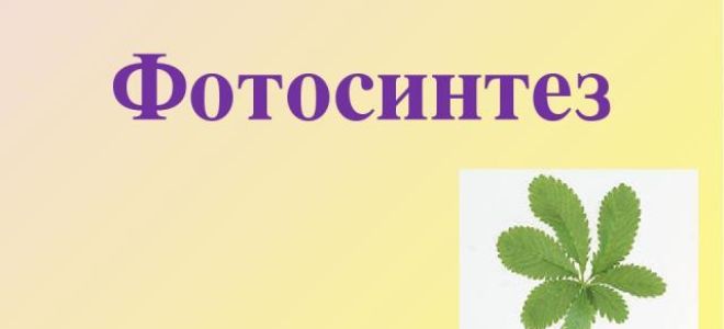 Испарение воды растением, Биология