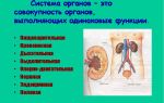 Система органов организма – биология
