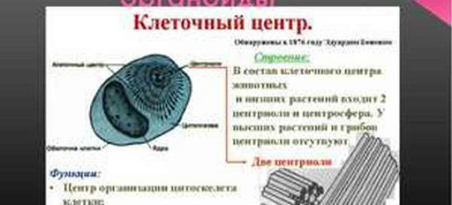 Немембранные органоиды клетки, биология
