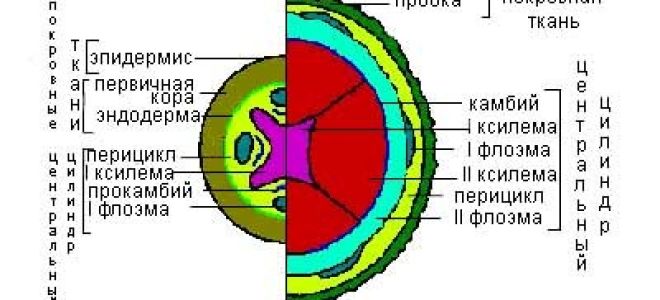 Строение корня, Биология