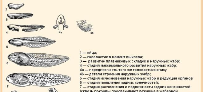 Внутреннее строение земноводных, биология