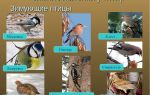 Сезонные изменения в жизни птиц – биология