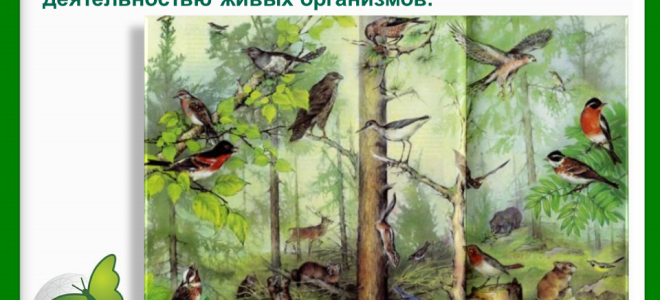Биосфера – биология