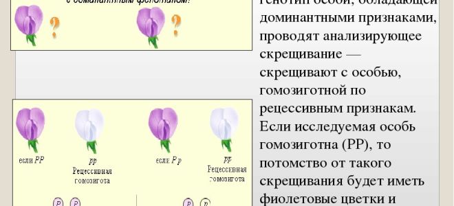Доминирование. анализирующее скрещивание – биология