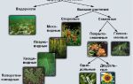 Царство растений – биология