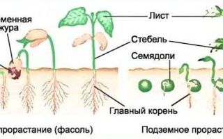 Условия прорастания семян, Биология