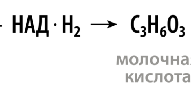 Кислородный этап энергетического обмена, Биология