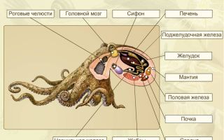Класс головоногие моллюски – биология