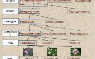 Понятие о систематике растений, биология