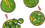 Многоклеточные зеленые водоросли, биология