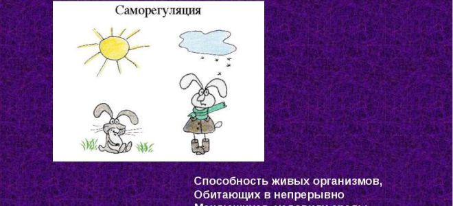 Экскреция как процесс саморегуляции организма – биология