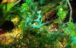 Царство Дробянка. Цианобактерии или сине-зеленые водоросли