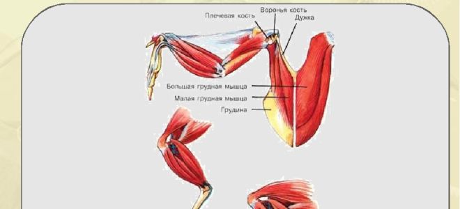 Формы естественного отбора – биология