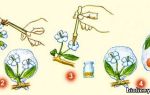 Цветение и опыление растений, Биология