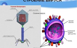 Строение вирусов – биология