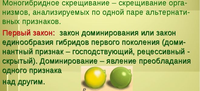 Закономерности наследования. моногибридное скрещивание – биология