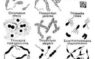 Фотосинтез у бактерий, Биология