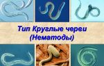 Тип круглые черви – биология