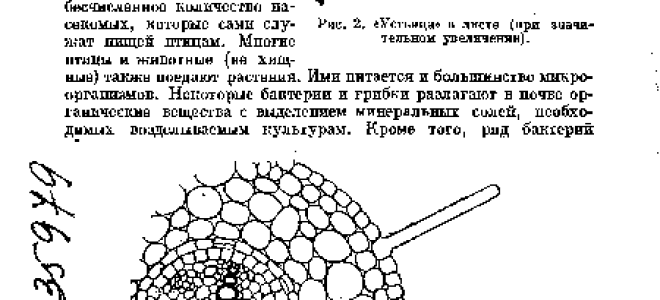 Воздушное питание растений