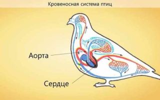 Особенности внутреннего строения и жизнедеятельности птиц, биология
