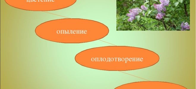 Цветение, опыление, оплодотворение – биология